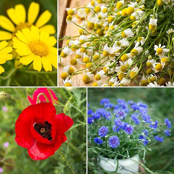 Eden Brothers Back to Basics Flower Mixed Seeds for Planting, 1/4 lb, 120,000+ Seeds with Cornflower Tall Blue, Corn Daisy, Attracts Pollinators, Plant in Spring or Fall, Zones 3, 4, 5, 6, 7, 8, 9, 10