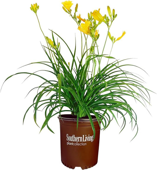 1 Gallon Southern Living Plant Collection Evergreen Stella Daylily