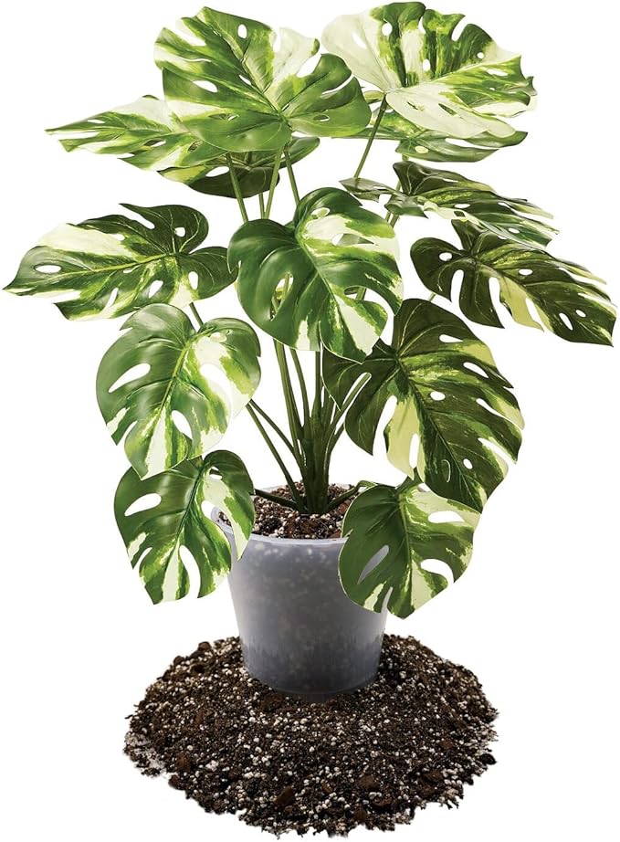 Premium Aroid Potting Mix - 2 Quart - Soil Free Blend for Aroids - Growing Medium for House Plant