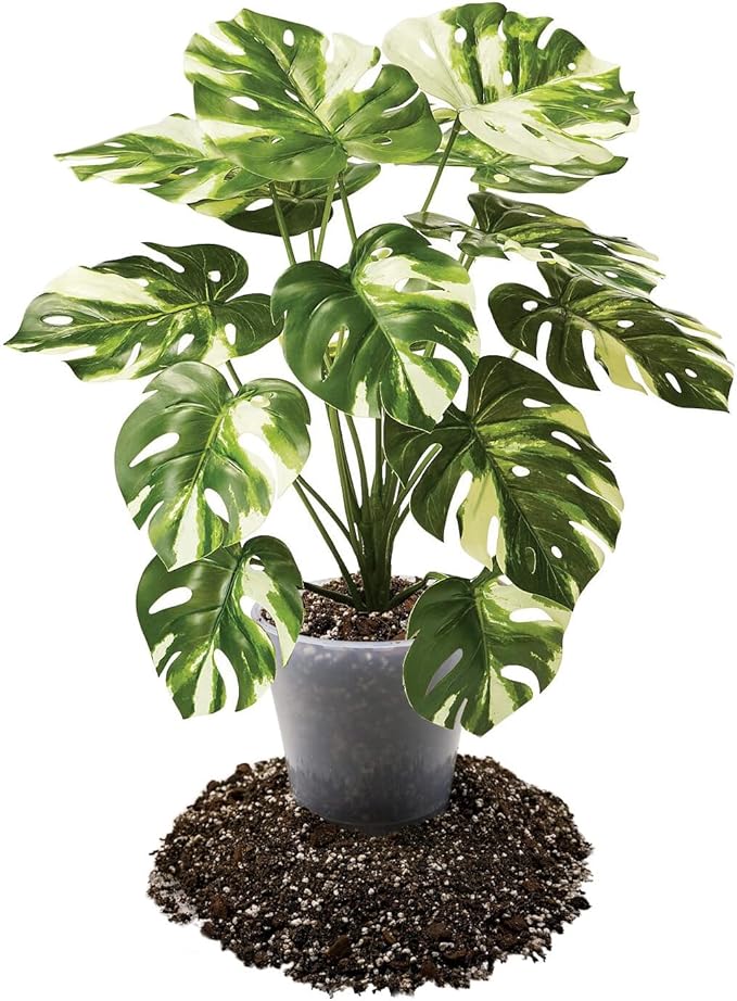 Premium Aroid Potting Mix - 10 Quart - Soil Free Blend for Aroids - Growing Medium for House Plant (2 Bags of 5 Quart)