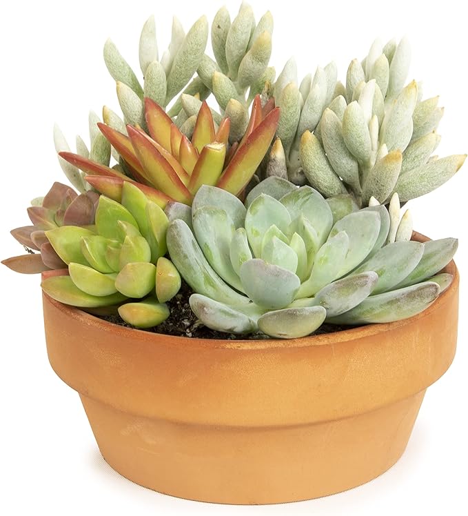 Live Succulents Assortment in Clay Pot, Garden Succulent Planter, Unique Gardening Gifts for Plant Lovers, Live Succulent Plants Live Plants, Live Succulents Plants Live Houseplants by Plants for Pets