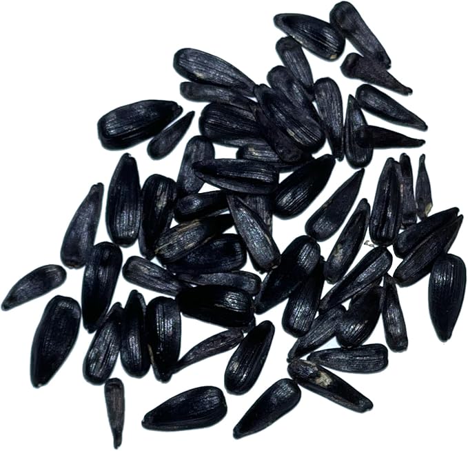 Seed Needs, Cherry Rose Sunflower Seeds - 50 Hybrid Seeds for Planting Helianthus annuus - Bi-Color Blooms for an Outdoor Butterfly Garden, Great Cut Flowers (5 Packs)