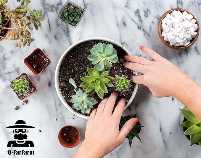 Succulent Soil Potting Mix 2.2 LBS, Optimized PH Fast Draining with Added Nutrients, Perfect for Small Succulent Pots