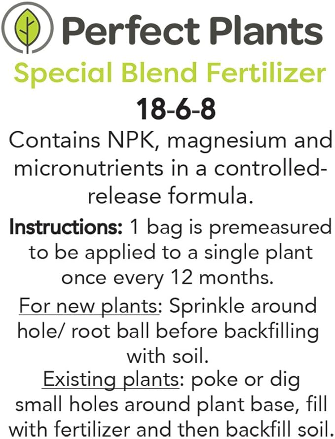 SCHILLING Holly - Size: 3 Gallon, Live Plant, Includes Special Blend Fertilizer & Planting Guide