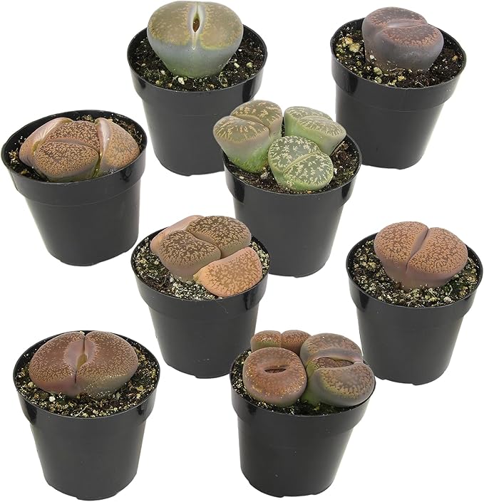 Altman Plants XL Giant Living Stones Succulents (8PK) Lithops Live Plants & Real Succulents, Pet Safe Plants & Live Succulent Plants, Pet Friendly Plants, Live Plants in 2.5" Pots with Succulent Soil