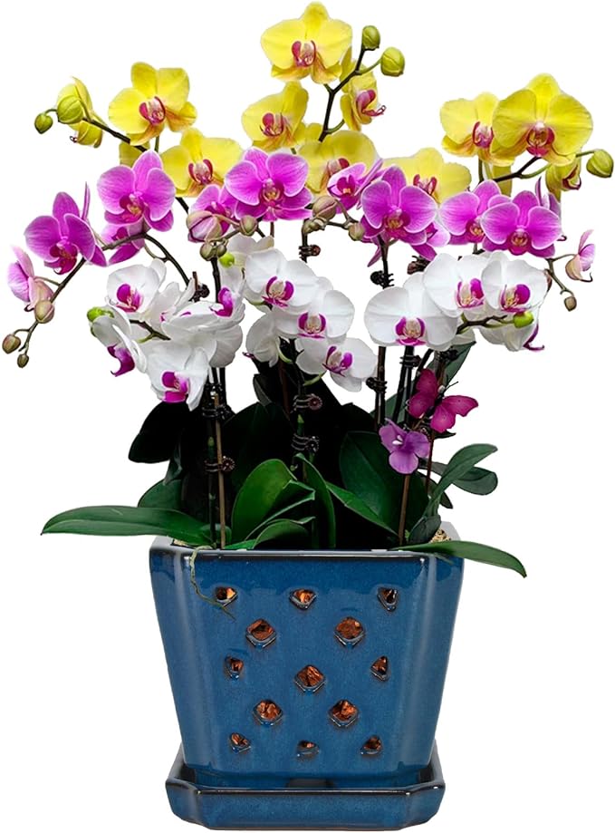W&W Ceramic Orchid Pot with Holes and Saucer for Repotting, Blue, 7 Inches