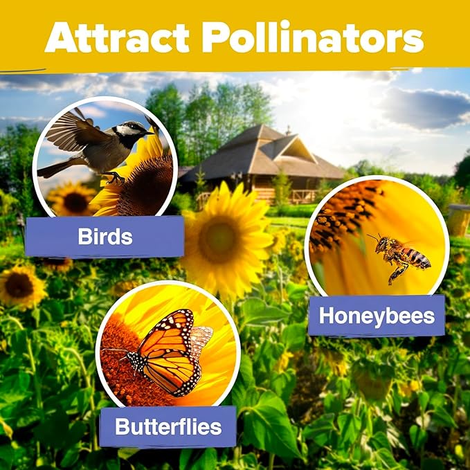 HOME GROWN Sunflower Seeds for Planting (8 Unique Varieties) 1000+ Sun Flower Seeds to Plant - Grow Dwarf Sunflowers, Mexican Sunflowers, Wild, Lemon Queen, Autumn Beauty, Sunspot, Velvet Queen