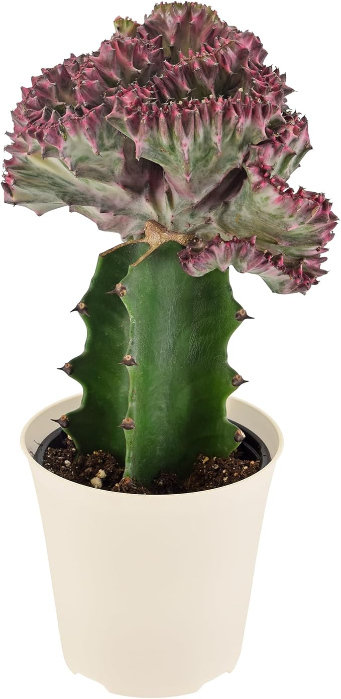 Arcadia Garden Products Live Mermaid Tail Cactus Indoor Houseplant in Plastic Pot, Euphorbia lactea Cristata Crested Coral Succulent Plant Gift for Home and Garden Decor, 4-inch, Light Purple