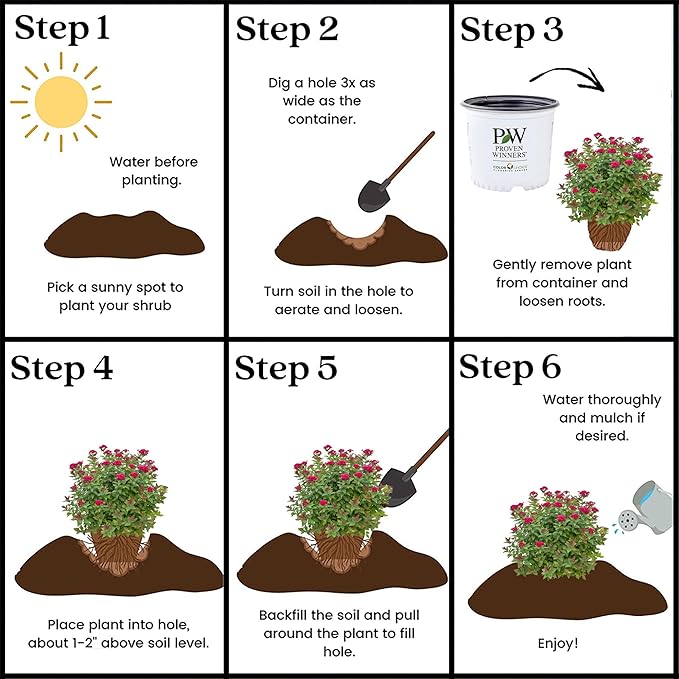 2 Gallon Proven Winners Spirea Double Play Doozie Shrub