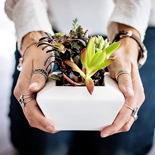 Professional Liquid Succulent Plant Fertilizer | 3-1-2 Concentrate for Plants and Flowers | Multi-Purpose Blend & Gardening Supplies | 8 oz Bottle