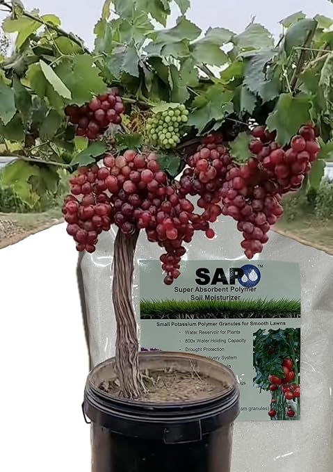 Water Storing Crystals Super Absorbent Hydro Gel Granules Polymer 1 Pound (Small Granular_20-100 mesh)