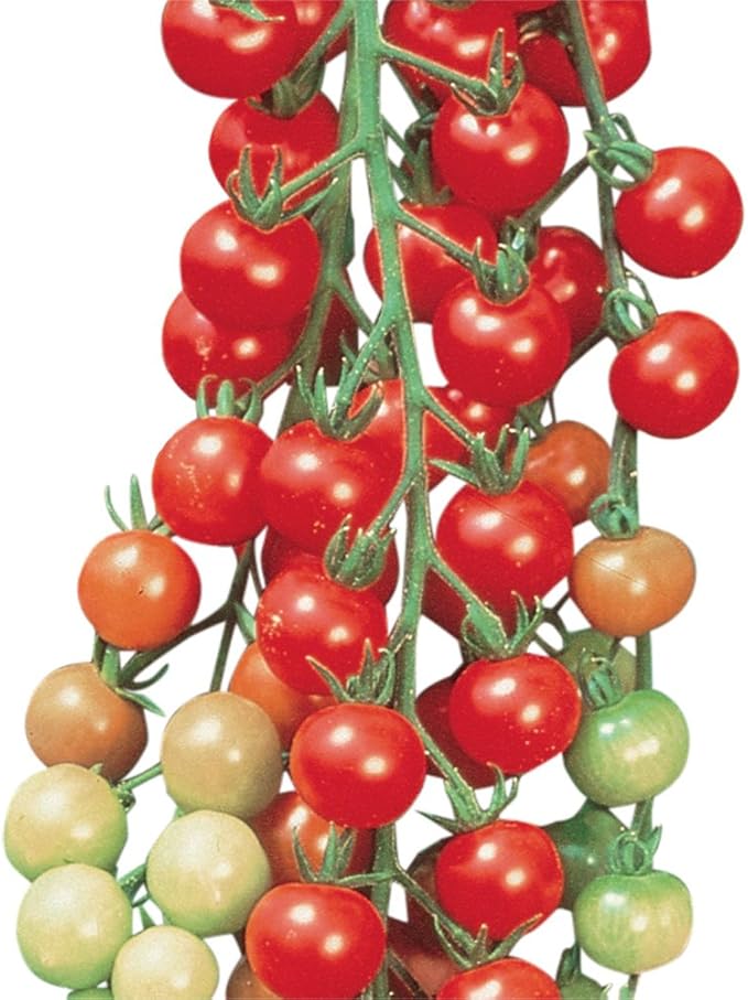 Burpee Super Sweet 100' Hybrid Cherry Tomato, 50 Seeds & Straight Eight Slicing Cucumber Seeds 200 Seeds