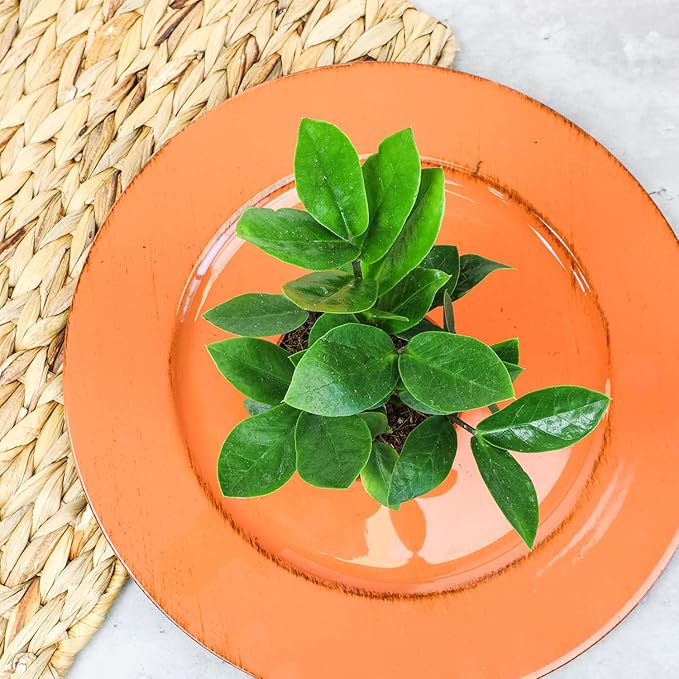 3.5" ZZ Plant Zamioculcas Zamiifolia, ZZ Plants Live House Plants Indoors Live House Plants Indoors, Indoor Plants Live, Real Live Plants Indoor Plants Live Houseplants Live Indoor by Plants for Pets