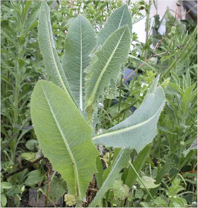 Wild Lettuce 50 Seeds (Lactuca virosa) Heirloom - Non GMO - Open Pollinated