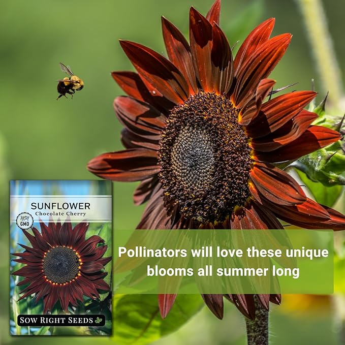 Sow Right Seeds - Chocolate Cherry Sunflower Seeds for Planting - Non-GMO Heirloom Packet with Instructions for Growing - Beautiful Giant Flower - Rare Burgundy and Dark Brown Petals (1)