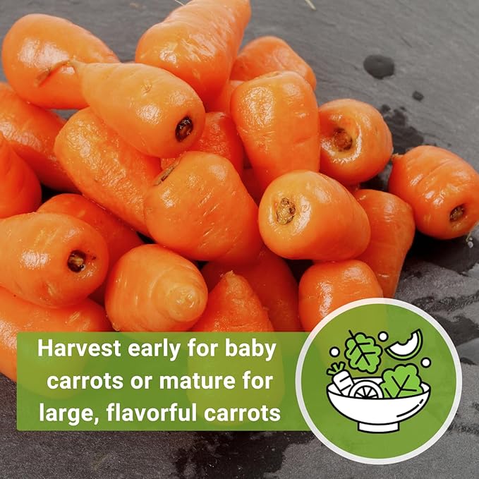 Sow Right Seeds - Red Cored Chantenay Carrot Seeds for Planting - Non-GMO Heirloom Packet with Instructions to Plant an Outdoor Home Vegetable Garden - Golden-Orange with Rare Bright Colored Core (1)