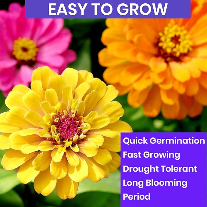 NatureZ Edge Zinnia Seeds for Planting Outdoors, Flower Seeds, Bulk Semillas De Flores para Sembrar, Pumila Mix 10 g