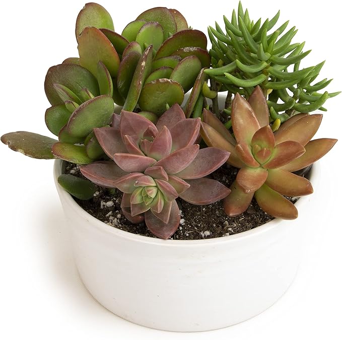 Succulents Plants Live in Garden Succulent Planters, Live Succulent Plants Live Plants in White Planter, Live Succulents Unique Gardening Gifts for Plant Lovers, Succulent Gifts by Plants for Pets