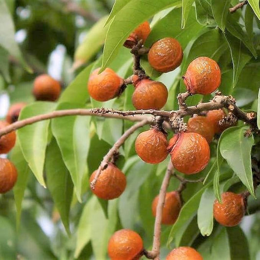 CHUXAY GARDEN Indian Soapberry Seed 5 Seeds Sapindus Mukorossi Evergreen Tree Ornamental Shade Tree Cleaning Purpose