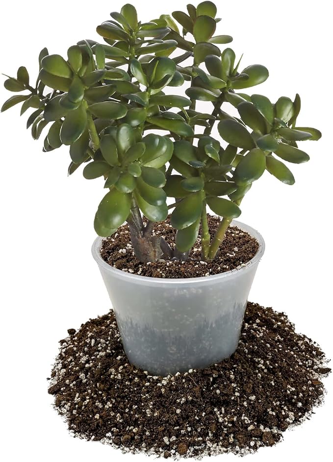 Premium Jade Plant Potting Soil Mix - 20 Quart (4 Bags of 5 Quart)