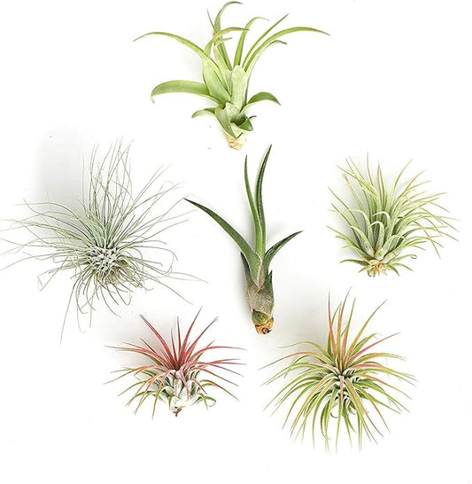 Shop Succulents | Assorted Collection of Live Air Plants, Hand Selected Variety Pack of Air Succulents | Collection of 6