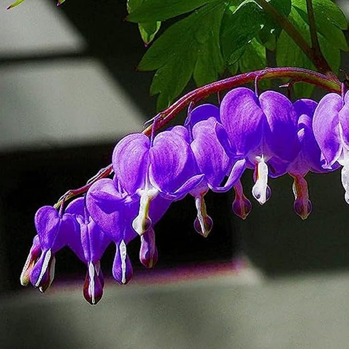 CHUXAY GARDEN Purple Bleeding Heart Seed 10 Seeds Stunning Flowering Plant Great Ornamental Features Exotic Charm Courtyard Flower