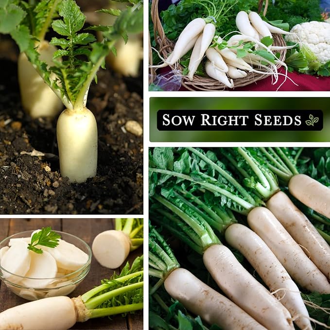 Sow Right Seeds - Japanese Minowase Daikon Radish Seeds for Planting - Non-GMO Heirloom Packet with Instructions to Plant a Home Vegetable Garden - Spring or Fall Planting Outdoors - Long White (1)
