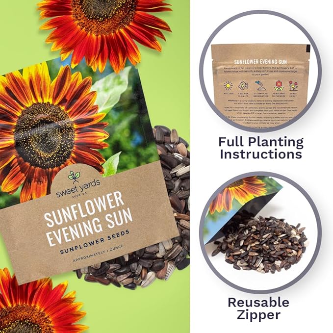 Evening Sun Sunflower Seeds - Extra Large 1 Ounce Packet - Over 1,200 Fresh Open Pollinated Non-GMO Flower Seeds - Helianthus annus - Large Glowing Blooms
