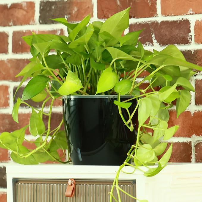 Planterhoma 5 Inch Self Watering Pots for Indoor Plants, 6 Packs African Violet Pots with Water Indicator and Black Wick Pots, Self Watering Planters for Devil's Ivy, Indoor Plant Pots, Black