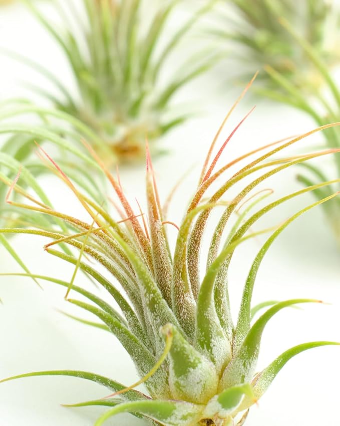 Shop Succulents Ionantha Tillandsia Air Plants, Assorted Mini Live Indoor Plant Bundle for Home Decor & Gifts, Low Maintenance, Natural Air Purifier, Hanging Plants, Favors,Terrarium Plants, Pack of 6