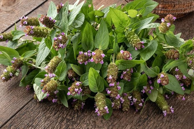 Prunella vulgaris VAR. lanceolata (Heal All) 700 Seeds by Earthcare Seeds Heirloom - Non GMO - Open Pollinated