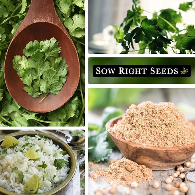 Sow Right Seeds - Cilantro Seeds for Planting - Non-GMO Heirloom Packet with Instructions to Grow a Kitchen Herb Garden - Great Addition to Your Cooking - Make Coriander Seasoning - Zesty Herb (1)