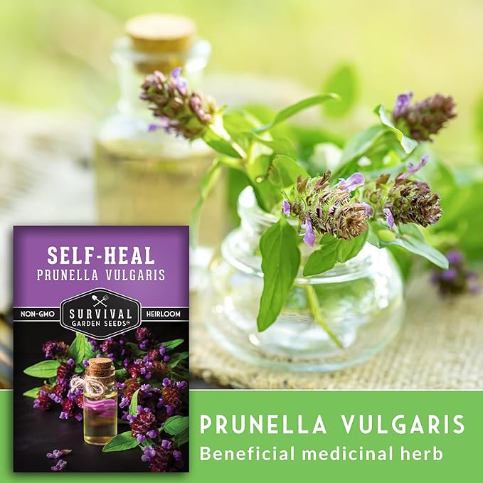 Survival Garden Seeds Selfheal Seed for Planting - 5 Packs with Instructions to Plant & Grow All-Heal Perennial Herb Plants in Your Home Flower & Herb Garden - Non-GMO Heirloom Variety