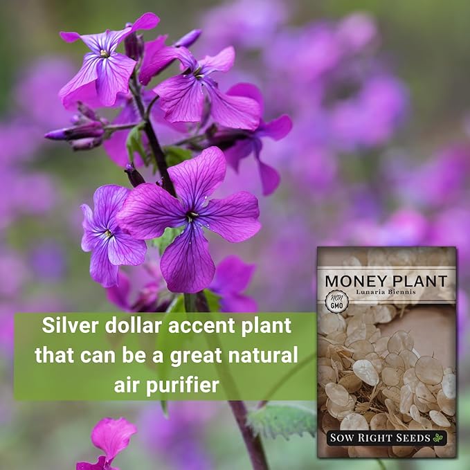 Sow Right Seeds - Money Plant Seeds - Honesty or Silver Coin Plant - Non-GMO Heirloom Seeds - Indoor or Outdoor - Full Instructions for Planting and Growing a Flower Garden - Great Gardening Gift (4)