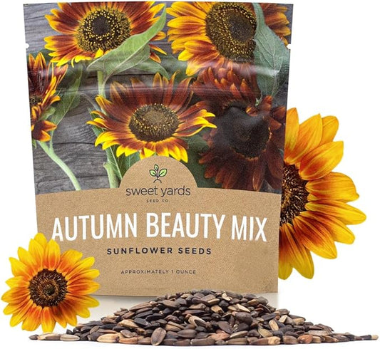 Autumn Beauty Sunflower Seeds – Extra Large Packet – Over 1,400 Open Pollinated Non-GMO Wildflower Seeds – Helianthus annus – Beautiful Shades of Gold, Bronze, Yellow, and Purple