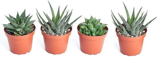 Shop Succulents | Haworthia Collection | Assortment of Hand Selected, Fully Rooted Alluring Miniature Aloe Live Indoor Succulent Plants, 4-Pack, Mix