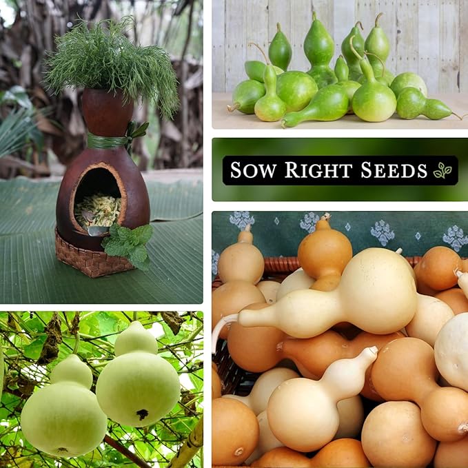 Sow Right Seeds - Bottle Gourd Seed for Planting - Non-GMO Heirloom Packet with Instructions to Plant and Grow an Outdoor Home Vegetable Garden - Ornamental Birdhouse Gourd for Crafting and Decor (2)