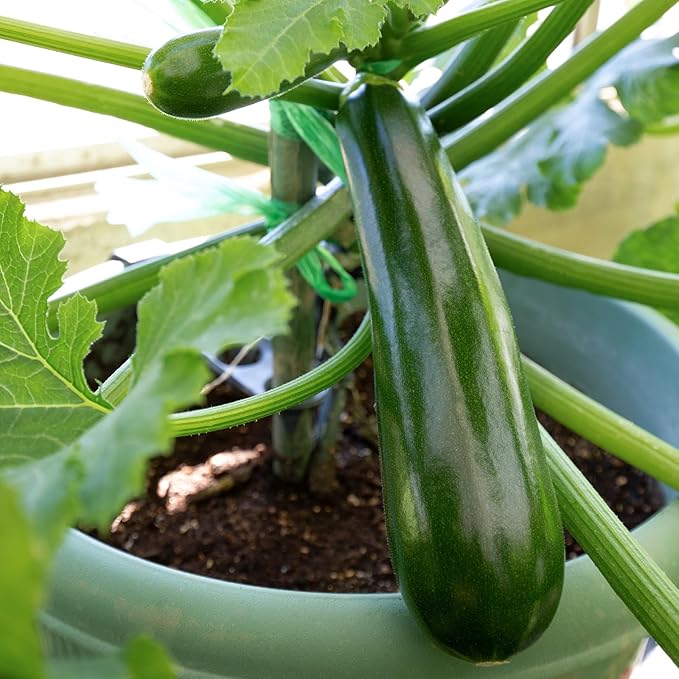 130+ Squash Seeds, 10 Varieties of Squash Vegetable Seeds for Garden Yard Outdoor Planting, Tasty Decorative Zucchini Pumpkin Seeds Gift Pack, Non-GMO Home Food Supply