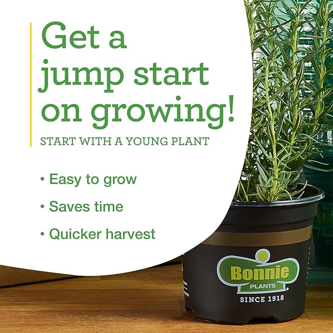 Bonnie Plants Jalapeno Hot Pepper Live Vegetable Plants - 4 Pack, Most Popular Chile Pepper, Non-GMO, 24 - 48 Inch Plants, 3 Inch Pepper Size