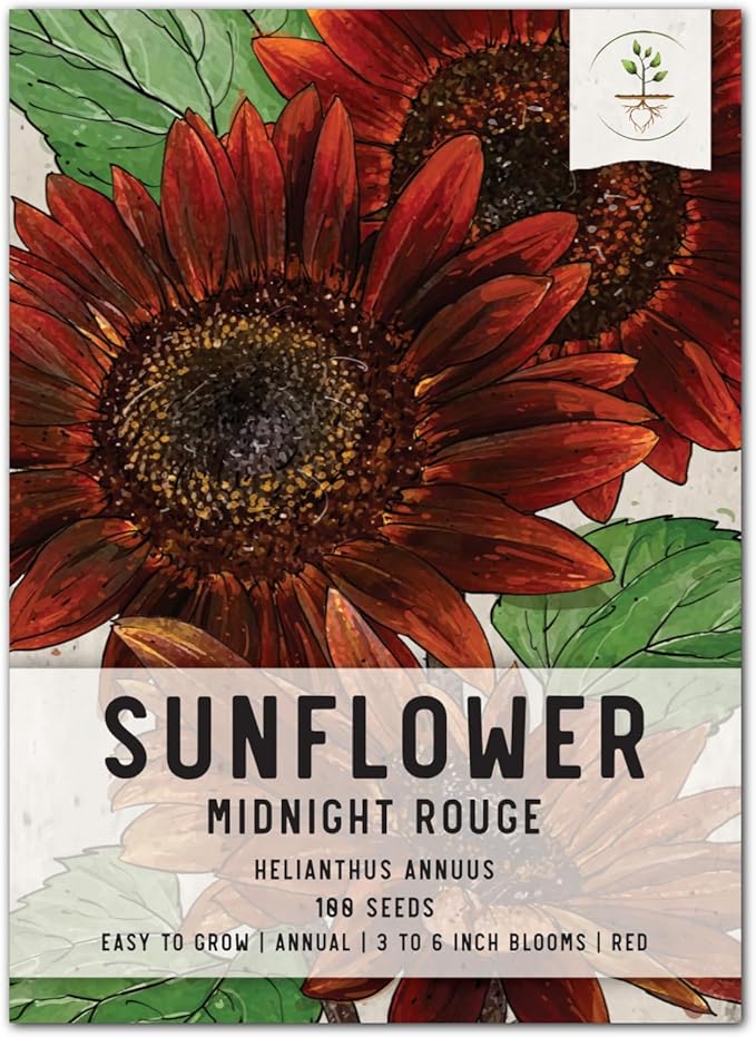 Seed Needs, Multi Branching Midnight Rouge Sunflower Seeds for Planting (Helianthus annuus) Heirloom & Open Pollinated, Great Cut Flower