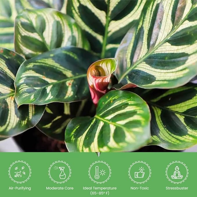 American Plant Exchange Calathea Makoyana, Stylish Pot Cover Included, 6-Inch Pot, Easy Care, Live Indoor Prayer Plant, Pet Safe, Tropical Houseplant for Home & Office Décor