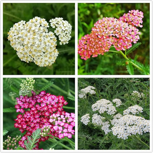 Common Yarrow Seeds Mixed Color Achillea Millefolium Flower Seeds 500 Seeds