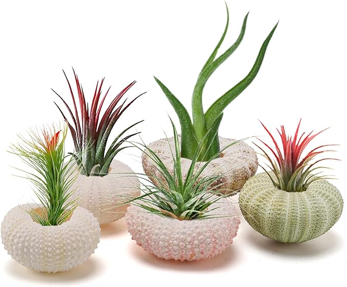5 Pack Mini Sea Urchin Shell Air Plant Holders- 5 Styles Decorative Hanging Air Plant Pot, Tillandsia Succulent Display Container for Home Gardening Gifts Garden Beach Theme Party Decors, No Plants