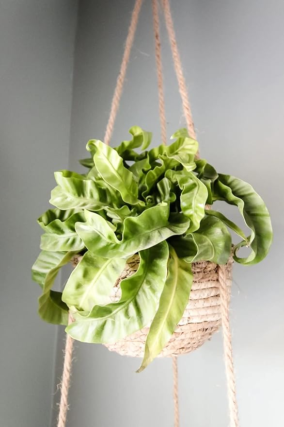 Hurricane Plant Planting Mix - Promotes Steady Growth and Lush Leaves - 10 Quart (2 Bags of 5 Quart)