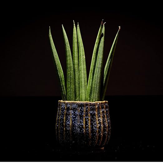 Professional Liquid Snake Plant Fertilizer | 3-1-2 Concentrate for Plants and Flowers | Multi-Purpose Blend & Gardening Supplies | 8 oz Bottle