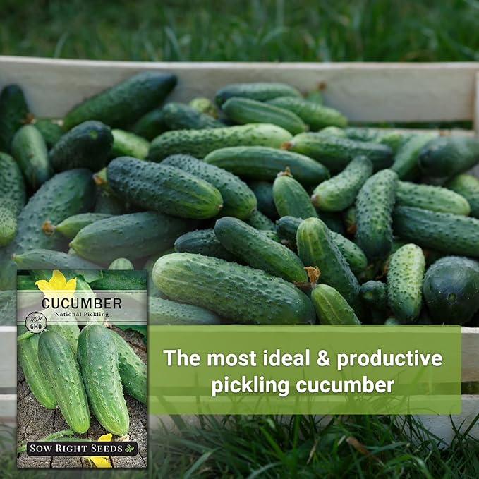 Sow Right Seeds - National Pickling Cucumber Seeds for Planting - Non-GMO Heirloom Packet with Instructions to Plant and Grow a Home Vegetable Garden - Famous Variety for Homemade Pickles (3)