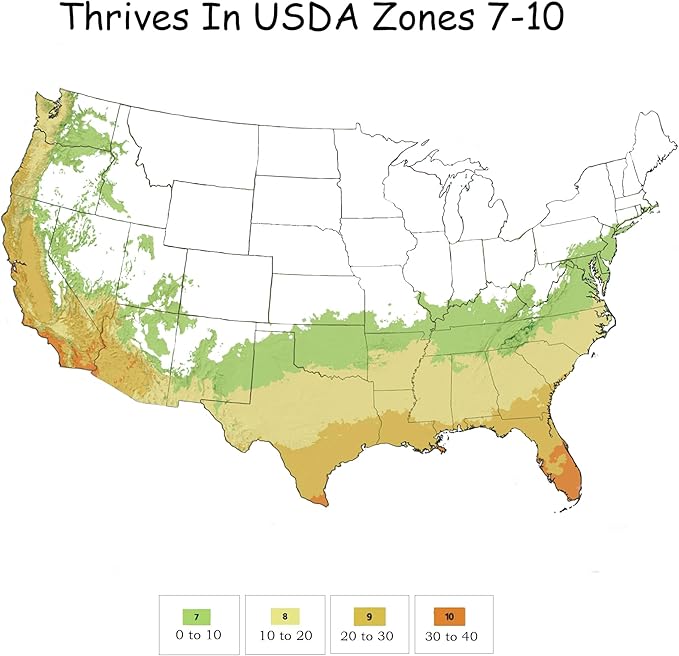 2 Gallon Southern Living Loropetalum Red Diamond Shrub