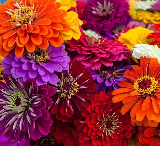 Zinnia Seeds for Planting – Non-GMO Heirloom Zinnia Flower Seeds – Full Instruction Packets to Plant in Your Home Outdoor Garden – Gardening Gift – 50 California Giant Zinnia Seeds (2 Packets)