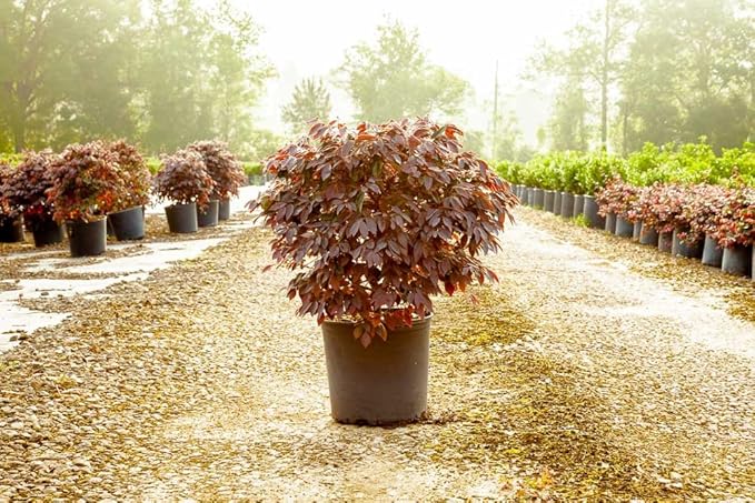 Zhuzhou LOROPETALUM - Size: 3 Gallon, Live Plant, Includes Special Blend Fertilizer & Planting Guide
