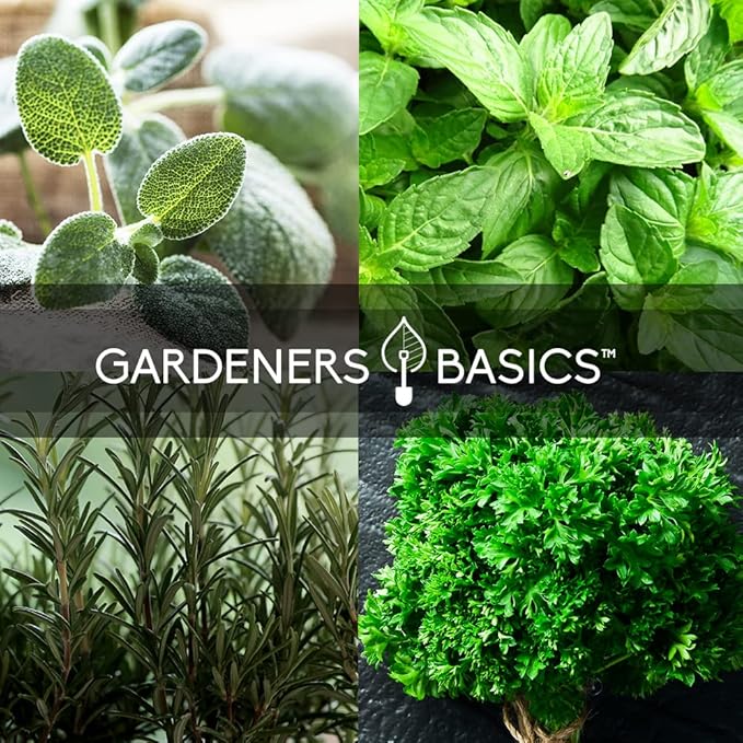 Gardeners Basics, Italian Herb Seeds for Planting 5 Variety Herbs Seed Packets Including Italian Flat Leaf Parsley, Sage, Oregano, Thyme, Basil - Great for Kitchen Herb Garden, Hydroponics Heirloom